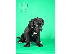 PoulaTo: Πουλάκια Cane Corso προς πώληση